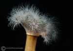 Plumose anemone