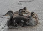 Ducklings