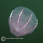 Comb jelly - Beroe cucumus