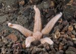 Common starfish