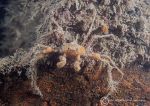 Sponge spider crab