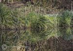 Grass Reflections