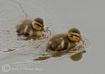  Ducklings