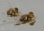  Ducklings