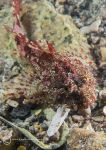 Long-spined scorpionfish