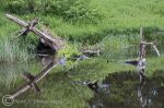 Fallen tree reflections