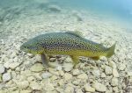 Trout