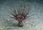 Tube anemone