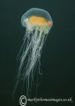 Jellyfish - Criccieth