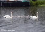 swan family