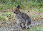 Irish Hare