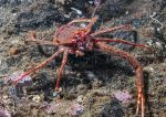 Squat lobster - one clawed