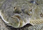 One-eyed Flatfish