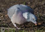 Wood Pigeon