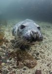 Grey seal pup