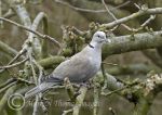 collared dove