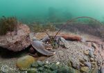 lobster on Herefordshire