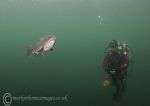 Diver & trout