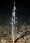 Slender sea pen