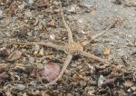 Sand brittlestar