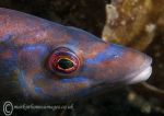 Cuckoo wrasse