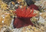 Beadlet anemone