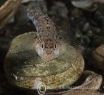 Painted Goby on Shell