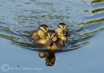 Ducklings 2