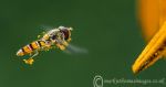 Marmalade Hoverfly 1