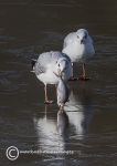 Black-headed gulls