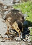 Duckling