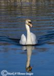 mute swan