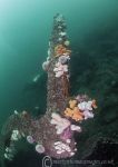 Farne's wreck 3