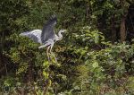 Heron - landing