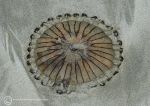 Washed up - compass jellyfish