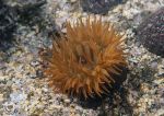 Beadlet anemone - orange