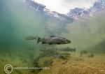 Trout in shallows