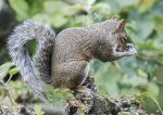 Grey squirrel