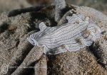 Candy-stripe Flatworm