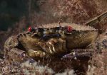 velvet swimming crab