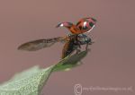 Harlequin ladybird