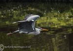 Grey heron - flight