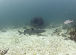 white tip reef shark