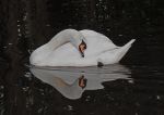 Mute Swan