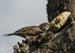 Sparrows - squabbling over scone