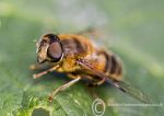 Hover Fly