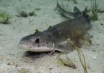 Small-spotted catshark