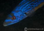 Cuckoo Wrasse - male