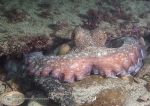 Common octopus