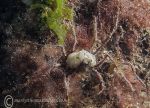 Scorpion spider crab